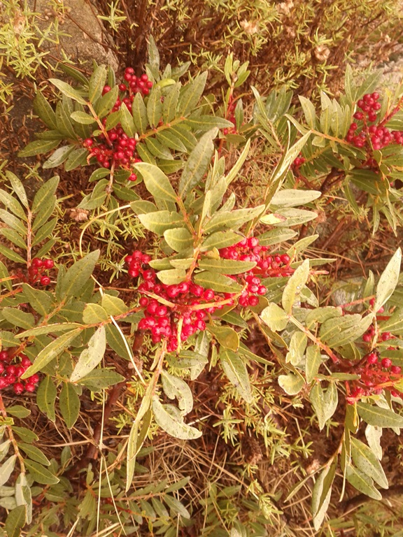 Mastic fruit