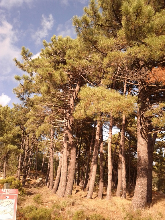 Pines